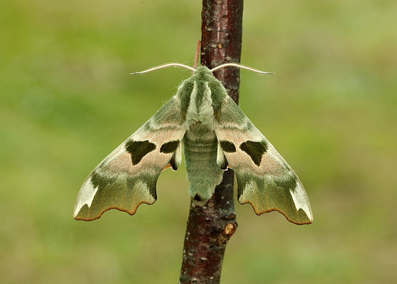 69.001 BF1979 Lime Hawk-moth Mimas tiliae