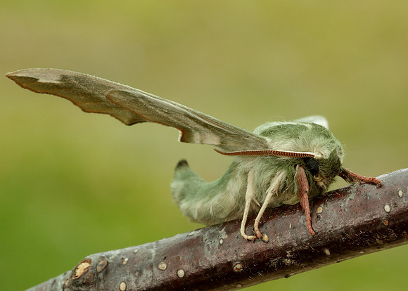 69.001 BF1979 Lime Hawk-moth Mimas tiliae