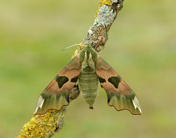 69.001 BF1979 Lime Hawk-moth Mimas tiliae