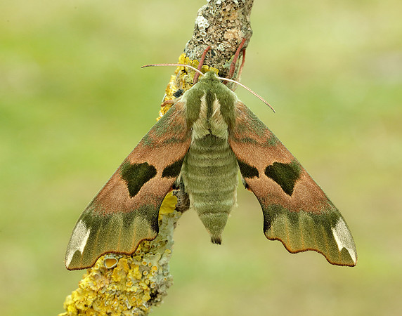 69.001 BF1979 Lime Hawk-moth Mimas tiliae