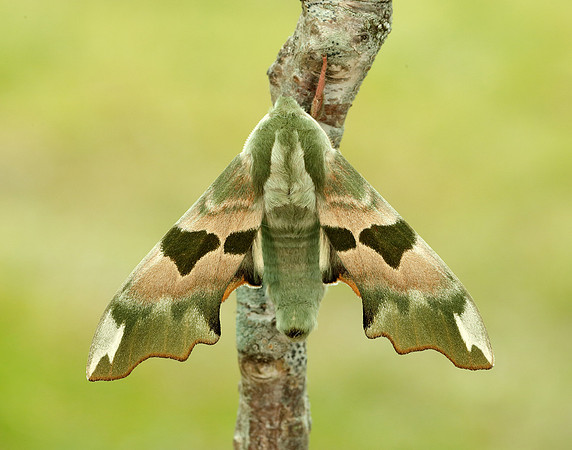 69.001 BF1979 Lime Hawk-moth Mimas tiliae