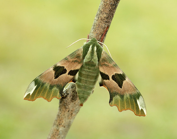 69.001 BF1979 Lime Hawk-moth Mimas tiliae