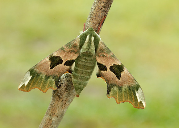 69.001 BF1979 Lime Hawk-moth Mimas tiliae