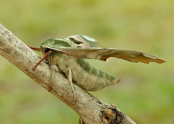 69.001 BF1979 Lime Hawk-moth Mimas tiliae