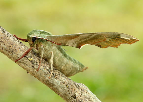 69.001 BF1979 Lime Hawk-moth Mimas tiliae