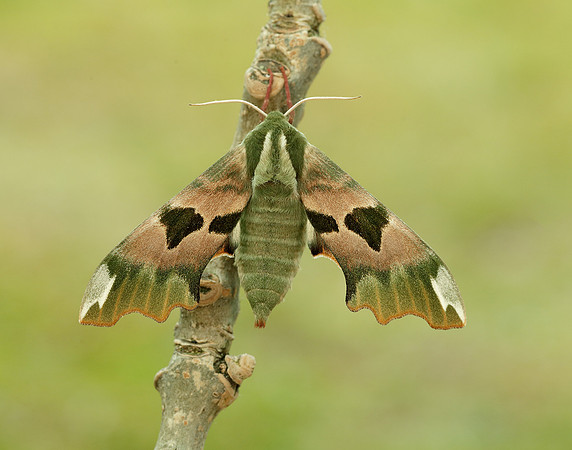 69.001 BF1979 Lime Hawk-moth Mimas tiliae