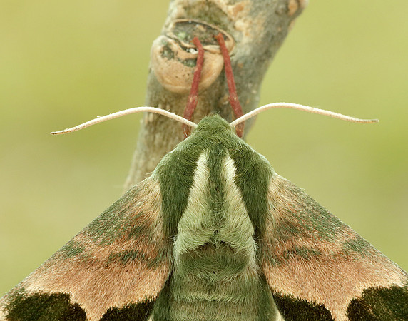 69.001 BF1979 Lime Hawk-moth Mimas tiliae