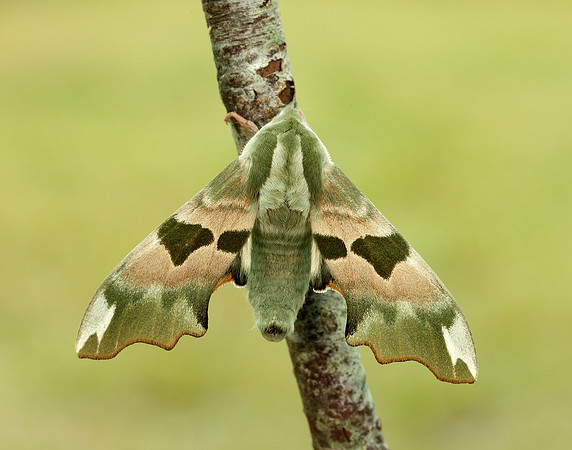 69.001 BF1979 Lime Hawk-moth Mimas tiliae