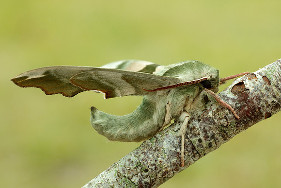 69.001 BF1979 Lime Hawk-moth Mimas tiliae