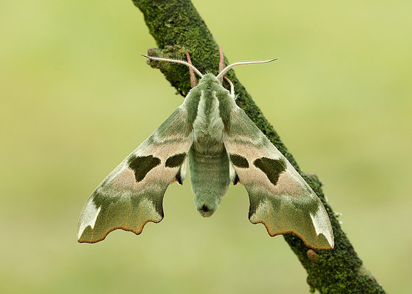 69.001 BF1979 Lime Hawk-moth Mimas tiliae
