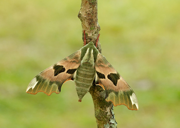 69.001 BF1979 Lime Hawk-moth Mimas tiliae