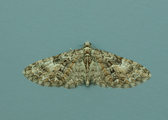 70.156 BF1852 Brindled Pug Eupithecia abbreviata