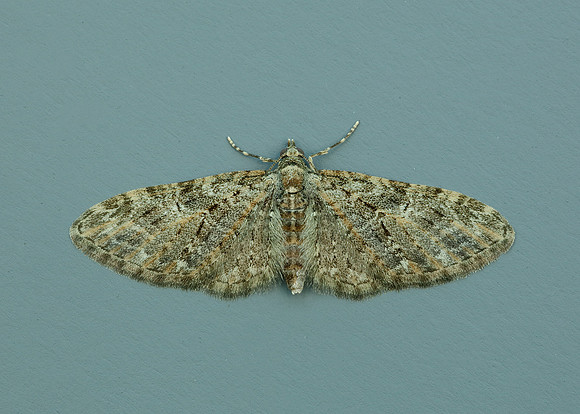 70.156 BF1852 Brindled Pug Eupithecia abbreviata