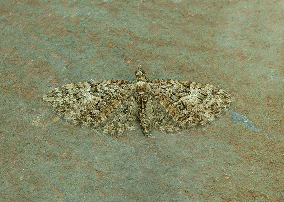 70.156 BF1852 Brindled Pug Eupithecia abbreviata