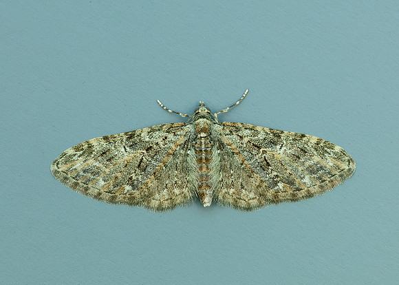 70.156 BF1852 Brindled Pug Eupithecia abbreviata