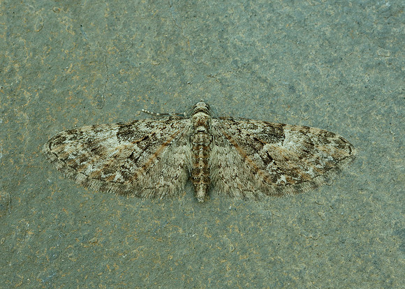 70.156 BF1852 Brindled Pug Eupithecia abbreviata