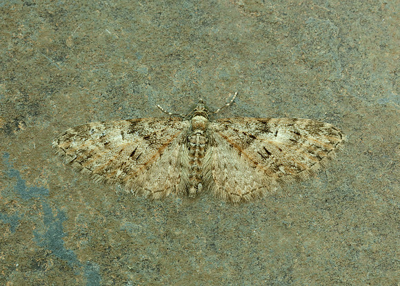 70.156 BF1852 Brindled Pug Eupithecia abbreviata
