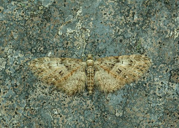 70.156 BF1852 Brindled Pug Eupithecia abbreviata