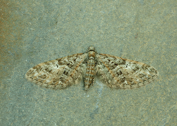 70.156 BF1852 Brindled Pug Eupithecia abbreviata