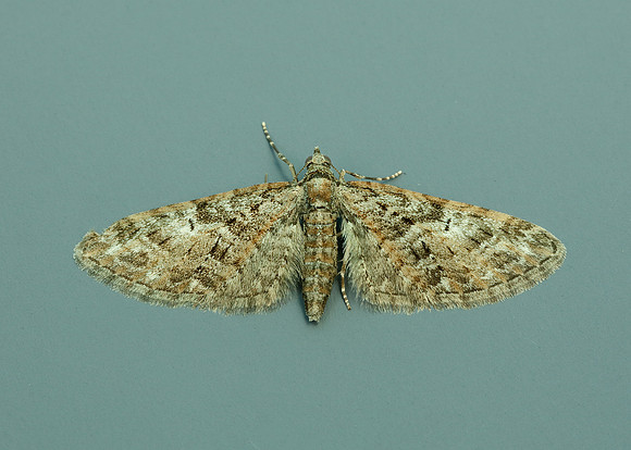 70.156 BF1852 Brindled Pug Eupithecia abbreviata