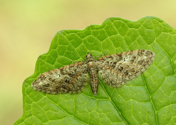 70.156 BF1852 Brindled Pug Eupithecia abbreviata