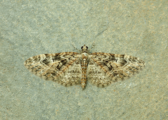 70.156 BF1852 Brindled Pug Eupithecia abbreviata