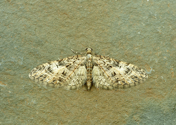 70.156 BF1852 Brindled Pug Eupithecia abbreviata