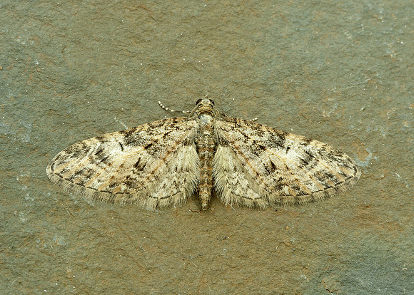 70.156 BF1852 Brindled Pug Eupithecia abbreviata