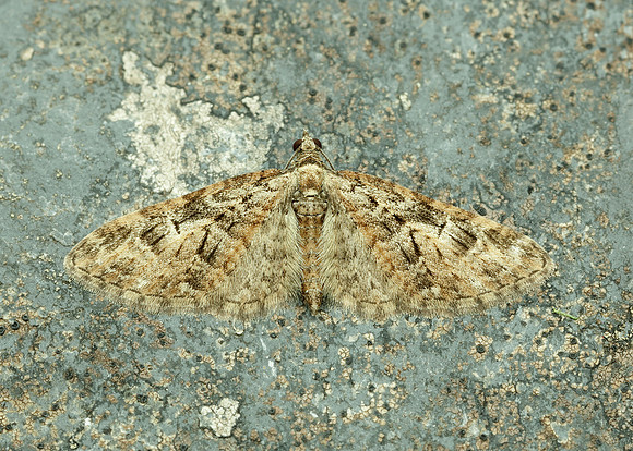 70.156 BF1852 Brindled Pug Eupithecia abbreviata