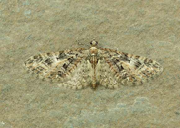 70.156 BF1852 Brindled Pug Eupithecia abbreviata
