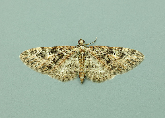 70.156 BF1852 Brindled Pug Eupithecia abbreviata