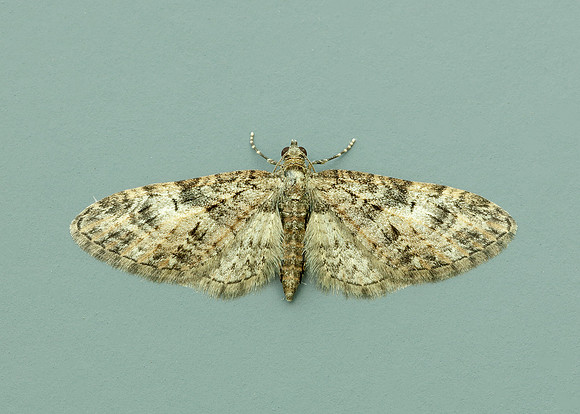 70.156 BF1852 Brindled Pug Eupithecia abbreviata