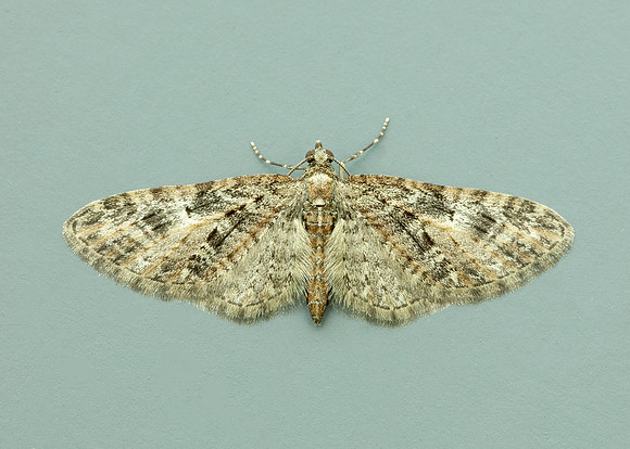 70.156 BF1852 Brindled Pug Eupithecia abbreviata