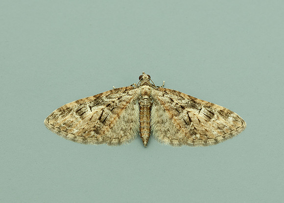70.156 BF1852 Brindled Pug Eupithecia abbreviata