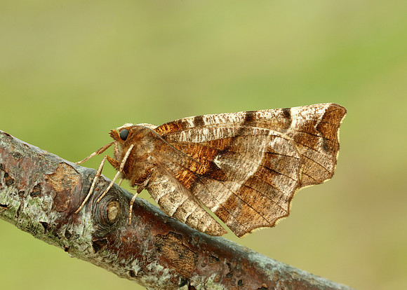 70.237 BF1917 Early Thorn Selenia dentaria