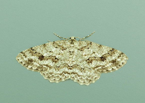 70.270 BF1947 Engrailed Ectropis crepuscularia;