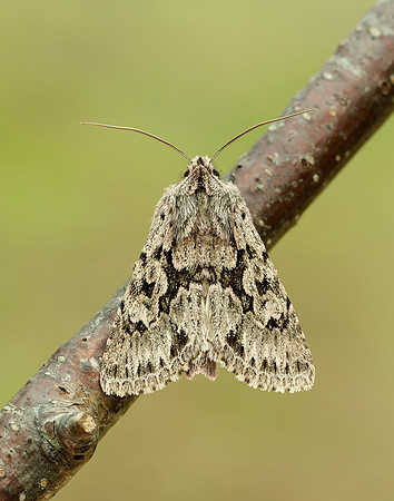 73.069 BF2243 Early Grey Xylocampa areola