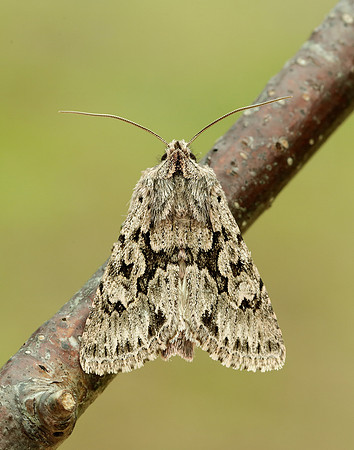 73.069 BF2243 Early Grey Xylocampa areola