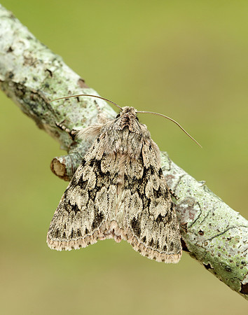 73.069 BF2243 Early Grey Xylocampa areola