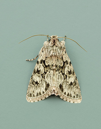73.069 BF2243 Early Grey Xylocampa areola