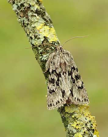 73.069 BF2243 Early Grey Xylocampa areola