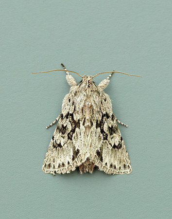 73.069 BF2243 Early Grey Xylocampa areola