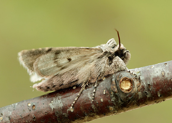 73.069 BF2243 Early Grey Xylocampa areola