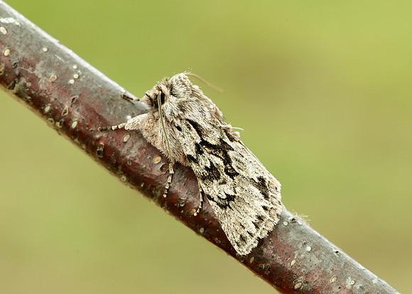 73.069 BF2243 Early Grey Xylocampa areola