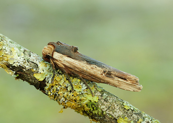 73.209 BF2241 Red Sword-grass Xylena vetusta