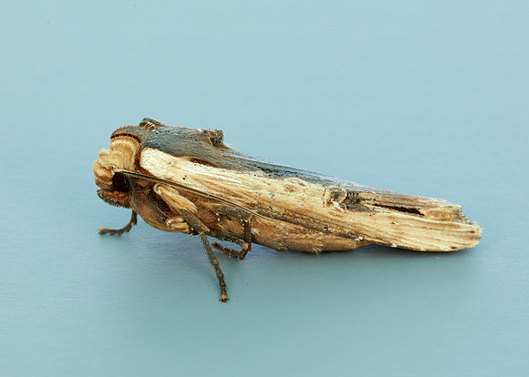 73.209 BF2241 Red Sword-grass Xylena vetusta