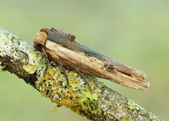 73.209 BF2241 Red Sword-grass Xylena vetusta