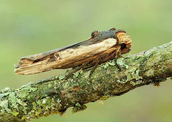 73.209 BF2241 Red Sword-grass Xylena vetusta