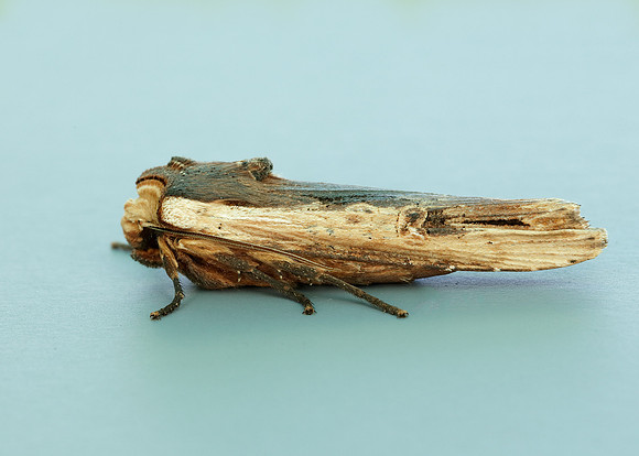 73.209 BF2241 Red Sword-grass Xylena vetusta