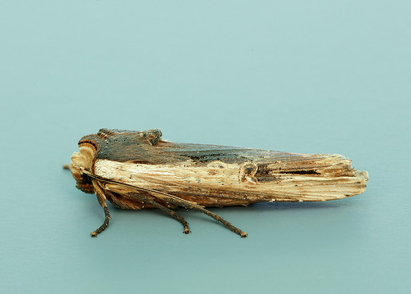 73.209 BF2241 Red Sword-grass Xylena vetusta